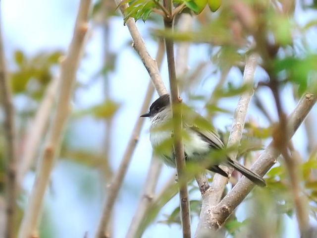 ③ ツキヒメハエトリ　成鳥　ストックブリッジ　マサチューセッツ州　米国　Stockbridge, MA, America　2013/05/18　Photo by Kohyuh