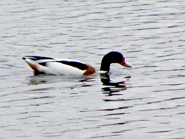 B cNVK@@@xt@Xg`ی@kACh@ Belfast Harbour Reserve, Northern Ireland@2009/06/15@Photo by Kohyuh