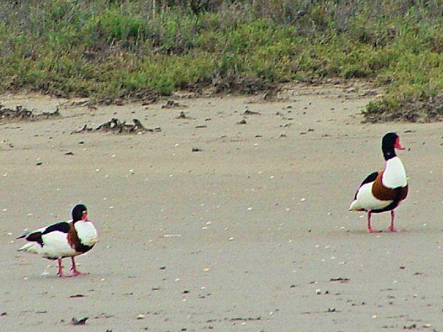 A cNVK@@J}Onс@tX@Camargue, France@2004/05/03@Photo by Kohyuh