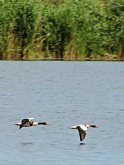 @ cNVK@ @hiEf^@[}jA@Delta Dunarii, Romania@2008/06/10@Photo by Kohyuh