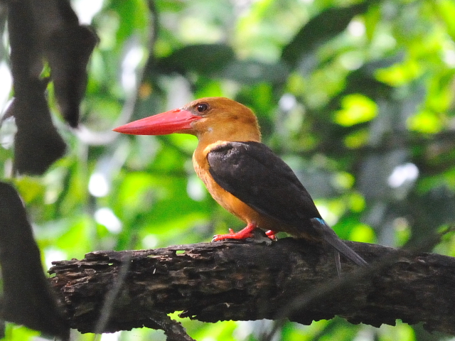 ① チャバネコウハシショウビン　成鳥　ランカウイ　マレーシア　Langkawi, Malaysia　2010/06/01　Photo by Kohyuh