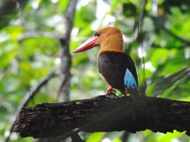 ② チャバネコウハシショウビン　成鳥　ランカウイ　マレーシア　Langkawi, Malaysia　2010/06/01　Photo by Kohyuh