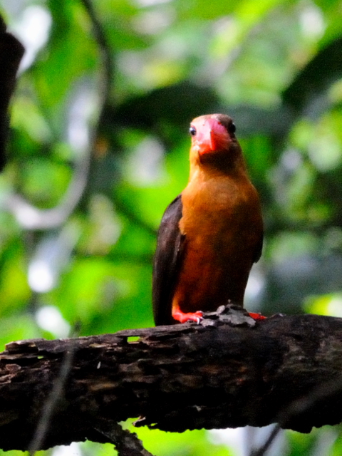 ③ チャバネコウハシショウビン　成鳥　ランカウイ　マレーシア　Langkawi, Malaysia　2010/06/01　Photo by Kohyuh