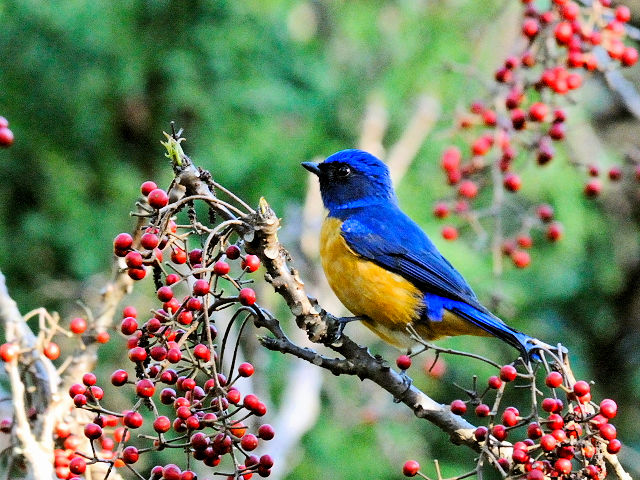 ① チャバラオオルリ ♂　成鳥　賞鳥平台　大雪山国家森林遊楽区　台湾　Bird Watching Deck, Dasyueshan National Forest Recreation Area, Taiwan　2012/03/01　Photo by Kohyuh