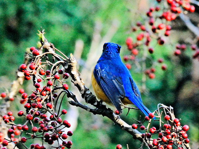 ② チャバラオオルリ ♂　成鳥　賞鳥平台　大雪山国家森林遊楽区　台湾　Bird Watching Deck, Dasyueshan National Forest Recreation Area, Taiwan　2012/03/01　Photo by Kohyuh