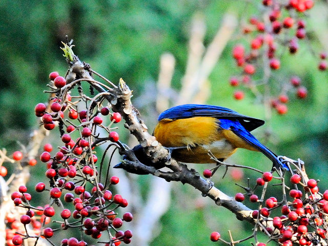 ③ チャバラオオルリ ♂　成鳥　賞鳥平台　大雪山国家森林遊楽区　台湾　Bird Watching Deck, Dasyueshan National Forest Recreation Area, Taiwan　2012/03/01　Photo by Kohyuh