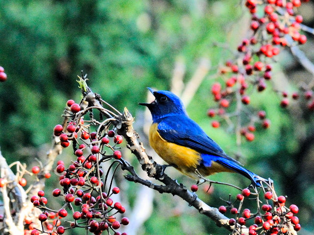 ⑤ チャバラオオルリ ♂　成鳥　賞鳥平台　大雪山国家森林遊楽区　台湾　Bird Watching Deck, Dasyueshan National Forest Recreation Area, Taiwan　2012/03/01　Photo by Kohyuh