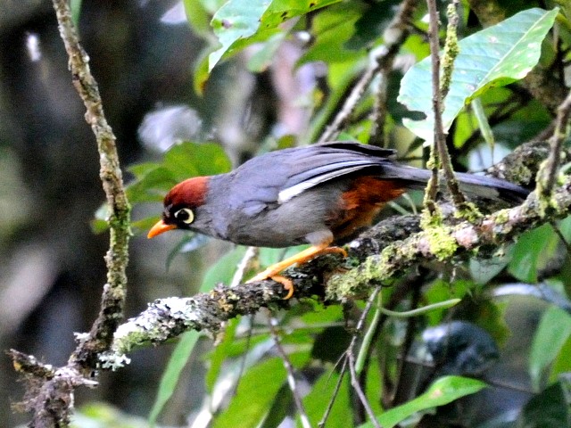 ① チャガシラガビチョウ　成鳥　フレイザーズ・ヒル　マレーシア　Fraser's Hill, Malaysia　2010/05/27　Photo by Kohyuh