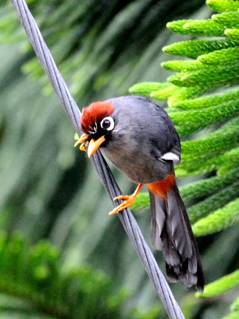 ② チャガシラガビチョウ　成鳥　フレイザーズ・ヒル　マレーシア　Fraser's Hill, Malaysia　2010/05/27　Photo by Kohyuh