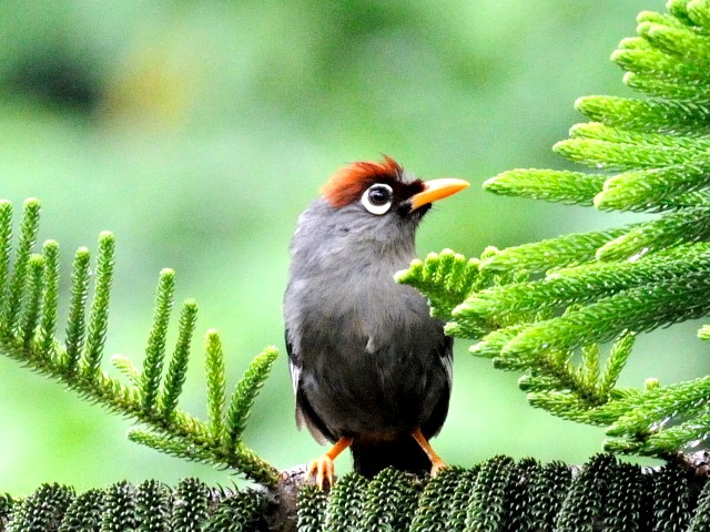 ③ チャガシラガビチョウ　成鳥　フレイザーズ・ヒル　マレーシア　Fraser's Hill, Malaysia　2010/05/27　Photo by Kohyuh