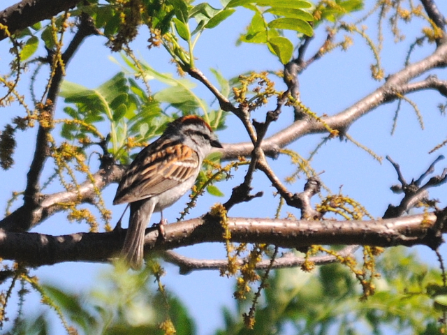 チャガシラヒメドリ　成鳥　（４態-5）　モッシー・バンク公園　バース　ニューヨーク州　米国　Mossy Bank Park, Ｂａｔｈ, NY, USA　2013/05/23　Photo by Kohyuh