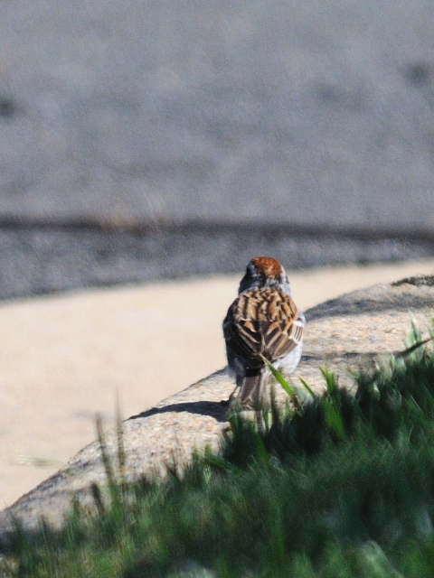 チャガシラヒメドリ　成鳥　（４態-6）　モッシー・バンク公園　バース　ニューヨーク州　米国　Mossy Bank Park, Ｂａｔｈ, NY, USA　2013/05/23　Photo by Kohyuh