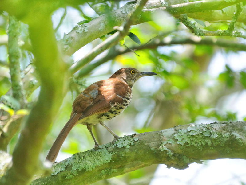 チャイロコツグミ　ニューオーリンズ植物園　ルイジアナ州　米国　New Orleans Botanical Garden, Louisiana　USA　2013/06/13　Photo by Kohyuh