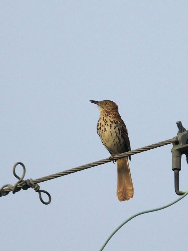 チャイロコツグミ（成鳥２態-2）　ペンサコーラ　フロリダ　米国　Pensacola, Florida, USA　2013/06/08　Photo by Kohyuh