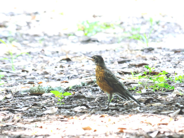 チャイロコツグミ（幼鳥３態-2） オーデュボン動物園　ニューオーリンズ　2013/06/12　Photo by Kohyuh