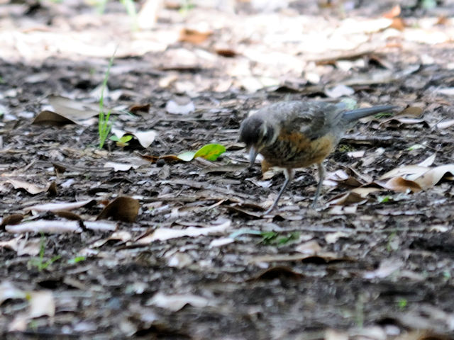 チャイロコツグミ（幼鳥３態-3） オーデュボン動物園　ニューオーリンズ　2013/06/12　Photo by Kohyuh