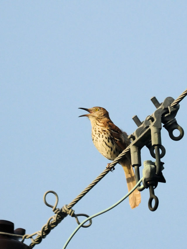 チャイロコツグミ（成鳥２態-1）　ペンサコーラ　フロリダ　米国　Pensacola, Florida, USA　2013/06/08　Photo by Kohyuh