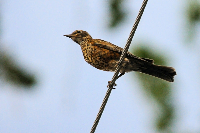 チャイロツグミモドキ幼鳥 グリーンリバー州立公園 ユタ州　米国　Green River State Park, Utha, USA　2013/06/28　Photo by Kohyuh