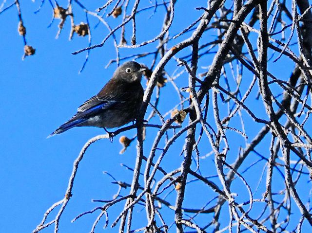 チャカタルリツグミ（１８態-1）　グランドキャニオン国立公園　アリゾナ州　米国　Grand Canyon National Park, Arizona, USA　2013/06/22　Photo by Kohyuh