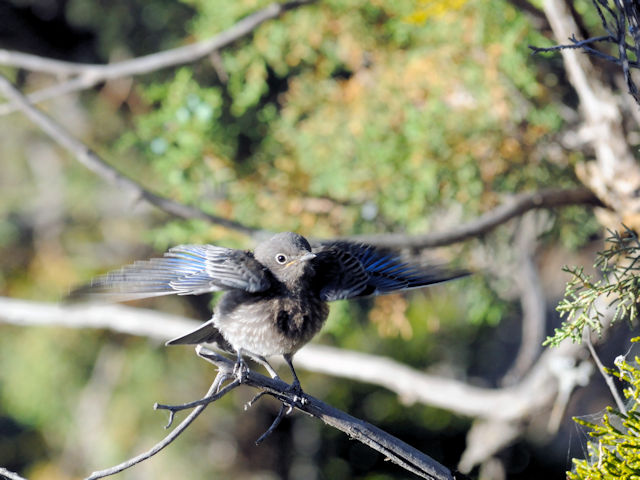 チャカタルリツグミ（１８態-11）　グランドキャニオン国立公園　アリゾナ州　米国　Grand Canyon National Park, Arizona, USA　2013/06/22　Photo by Kohyuh