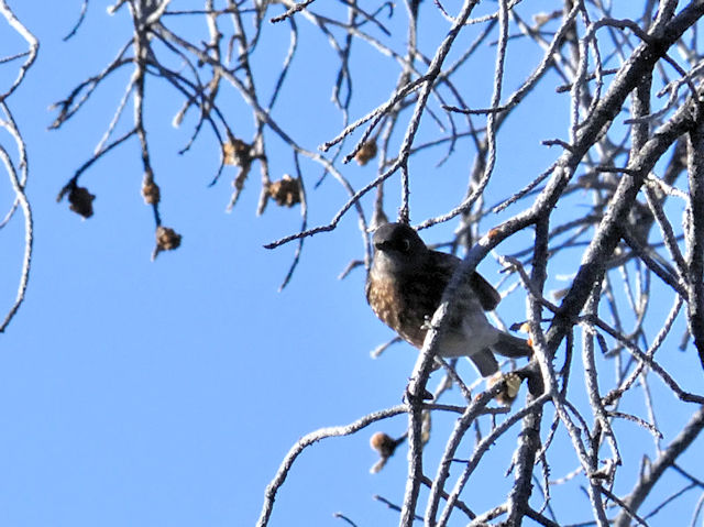 チャカタルリツグミ（１８態-2）　グランドキャニオン国立公園　アリゾナ州　米国　Grand Canyon National Park, Arizona, USA　2013/06/22　Photo by Kohyuh