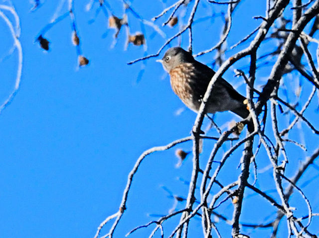 チャカタルリツグミ（１８態-3）　グランドキャニオン国立公園　アリゾナ州　米国　Grand Canyon National Park, Arizona, USA　2013/06/22　Photo by Kohyuh