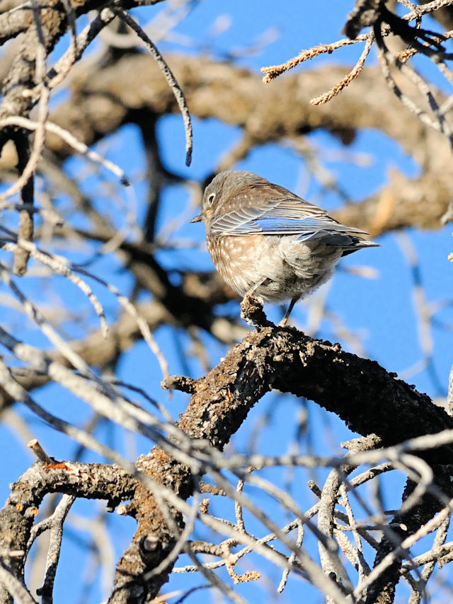 チャカタルリツグミ（１８態-4）　グランドキャニオン国立公園　アリゾナ州　米国　Grand Canyon National Park, Arizona, USA　2013/06/22　Photo by Kohyuh