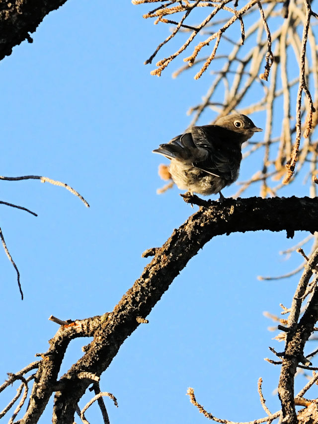 チャカタルリツグミ（１８態-5）　グランドキャニオン国立公園　アリゾナ州　米国　Grand Canyon National Park, Arizona, USA　2013/06/22　Photo by Kohyuh