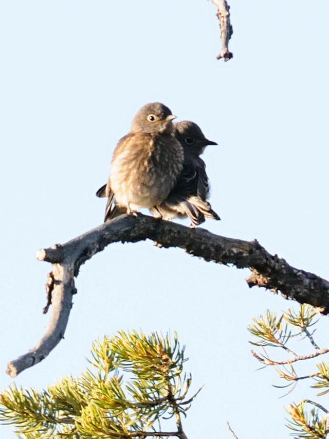 チャカタルリツグミ（１８態-6）　グランドキャニオン国立公園　アリゾナ州　米国　Grand Canyon National Park, Arizona, USA　2013/06/22　Photo by Kohyuh