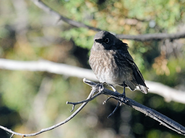 チャカタルリツグミ（１８態-9）　グランドキャニオン国立公園　アリゾナ州　米国　Grand Canyon National Park, Arizona, USA　2013/06/22　Photo by Kohyuh