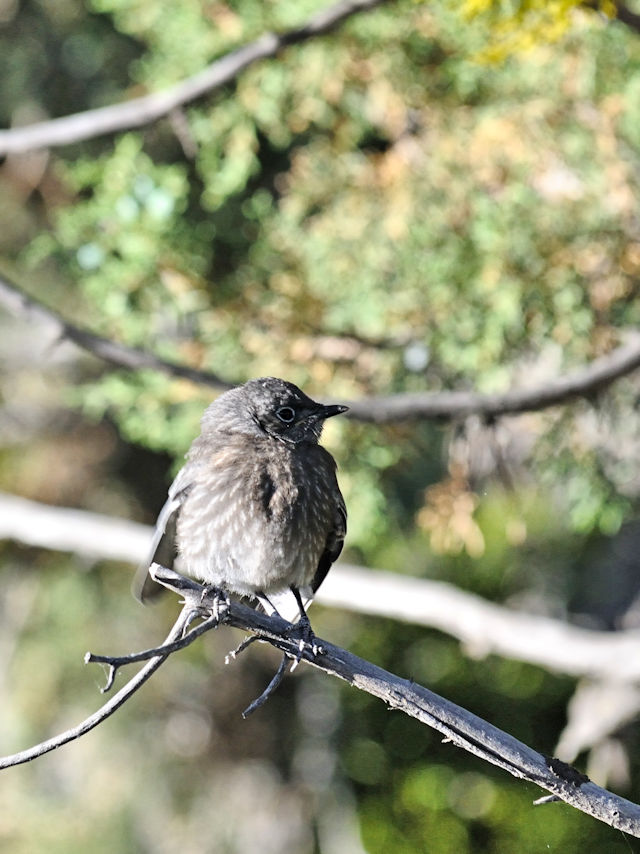 チャカタルリツグミ（１８態-10）　グランドキャニオン国立公園　アリゾナ州　米国　Grand Canyon National Park, Arizona, USA　2013/06/22　Photo by Kohyuh