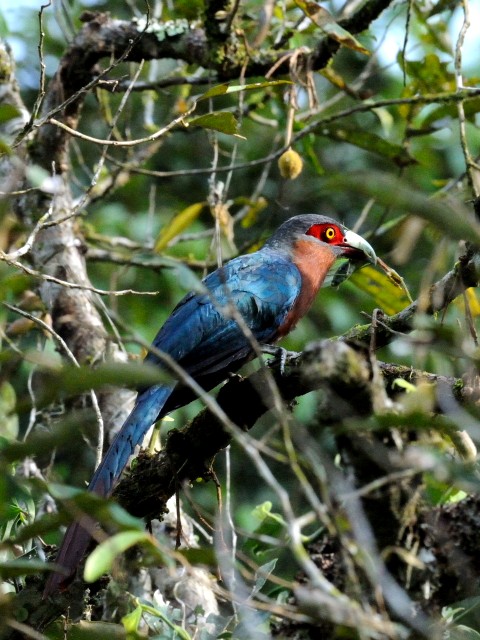 ② チャムネバンケンモドキ ♀　成鳥　ジャンダ・バイク　マレーシア　Janda Baik, Malaysia　　2010/05/26　Photo by Kohyuh