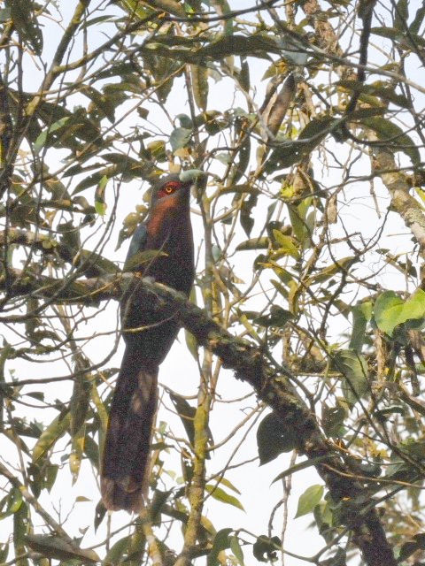 ③ チャムネバンケンモドキ ♀　成鳥　ジャンダ・バイク　マレーシア　Janda Baik, Malaysia　　2010/05/26　Photo by Kohyuh