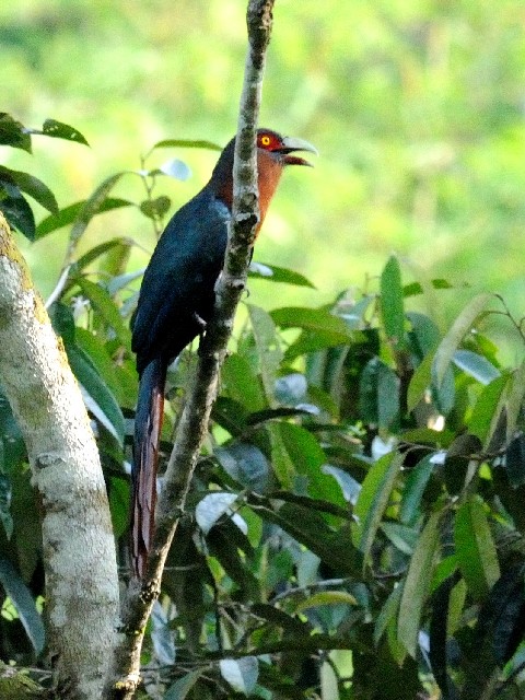 ① チャムネバンケンモドキ ♀　成鳥　ジャンダ・バイク　マレーシア　Janda Baik, Malaysia　　2010/05/23　Photo by Kohyuh