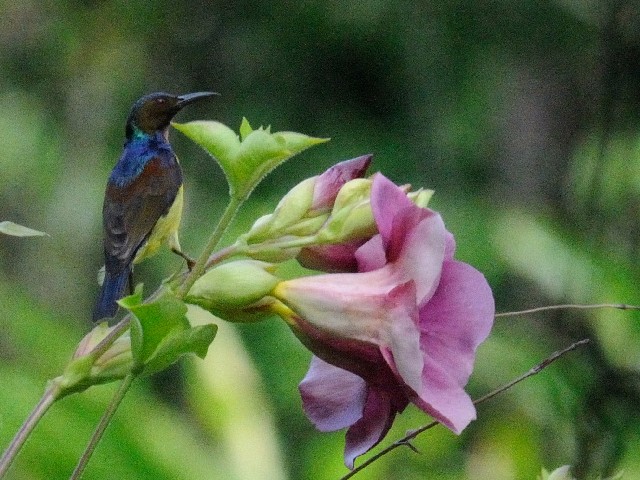 ① チャノドコバシタイヨウチョウ ♂　成鳥　ジャンダ・バイク　マレーシア　Janda Baik, Malaysia　2010/05/25　Photo by Kohyuh