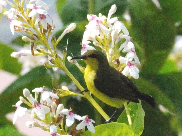 ⑤ チャノドコバシタイヨウチョウ ♀　成鳥　伝説公園　ランカウイ島　マレーシア  Langkawi Legenda park, Pulau Langkawi, Malysia　2010/05/31　Photo by Kohyuh