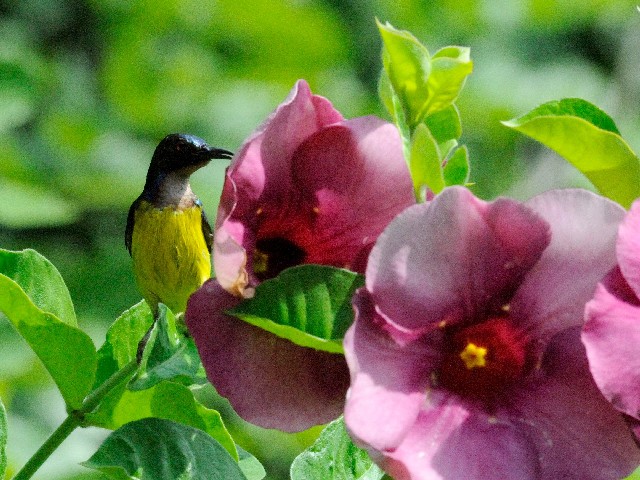 ② チャノドコバシタイヨウチョウ ♂　成鳥　ジャンダ・バイク　マレーシア　Janda Baik, Malaysia　2010/05/25　Photo by Kohyuh