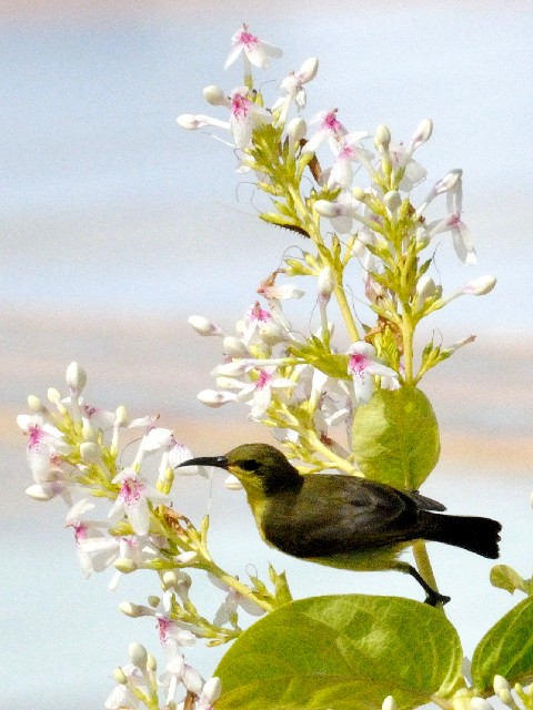 ⑥ チャノドコバシタイヨウチョウ ♀　成鳥　伝説公園　ランカウイ島　マレーシア  Langkawi Legenda park, Pulau Langkawi, Malysia　2010/05/31　Photo by Kohyuh