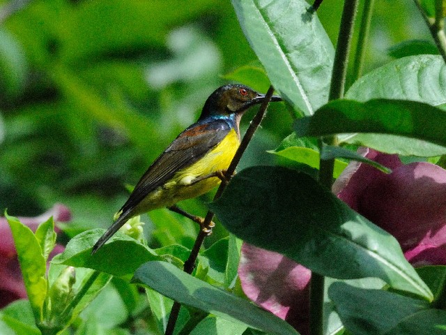 ③ チャノドコバシタイヨウチョウ ♂　成鳥　ジャンダ・バイク　マレーシア　Janda Baik, Malaysia　2010/05/25　Photo by Kohyuh