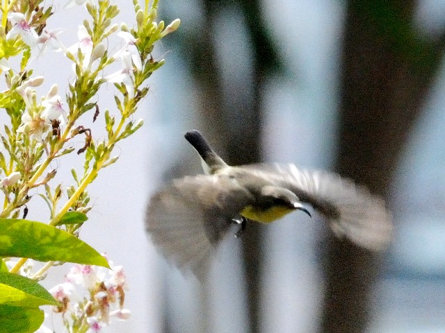 ⑦ チャノドコバシタイヨウチョウ ♀　成鳥　伝説公園　ランカウイ島　マレーシア  Langkawi Legenda park, Pulau Langkawi, Malysia　2010/05/31　Photo by Kohyuh