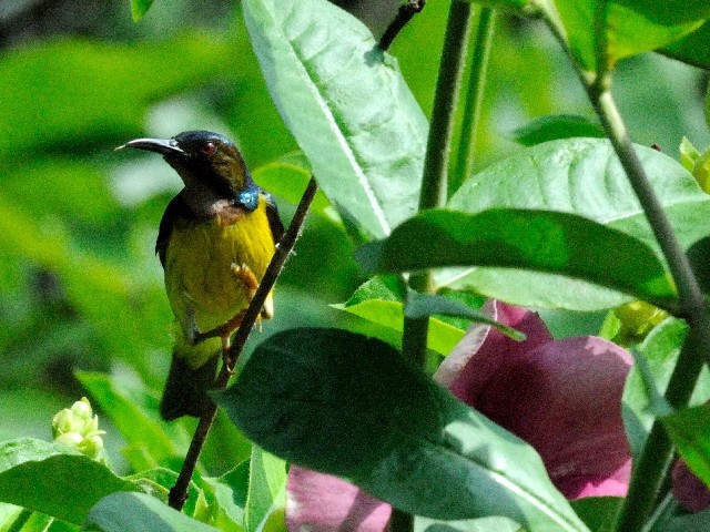 ④ チャノドコバシタイヨウチョウ ♂　成鳥　ジャンダ・バイク　マレーシア　Janda Baik, Malaysia　2010/05/25　Photo by Kohyuh