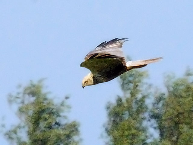 ① ヨーロッパチュウヒ　キンデルダイク　オランダ　Kinderdijk, Netherlands　2011/06/02　Photo by Kohyuh