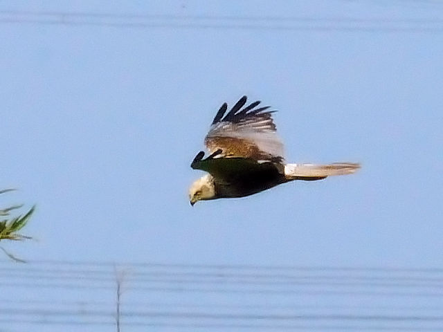 ② ヨーロッパチュウヒ　キンデルダイク　オランダ　Kinderdijk, Netherlands　2011/06/02　Photo by Kohyuh