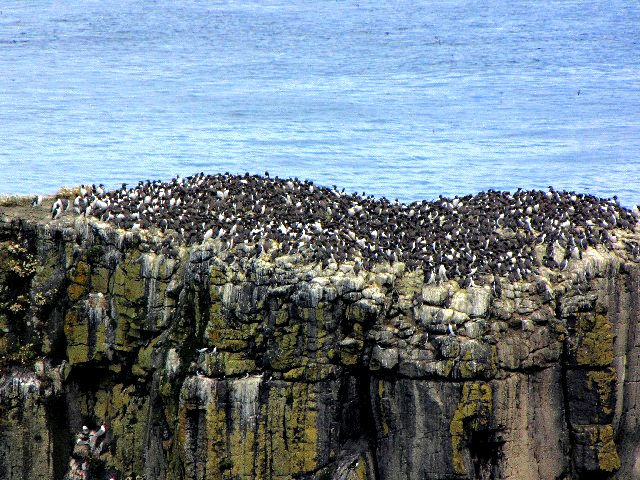 C E~KX̃Rj[@@XV[o[hEZ^[@kACh@Rathlin Island Seabird Center, Northern Irelamd@2009/06/14@Photo by Kohyuh