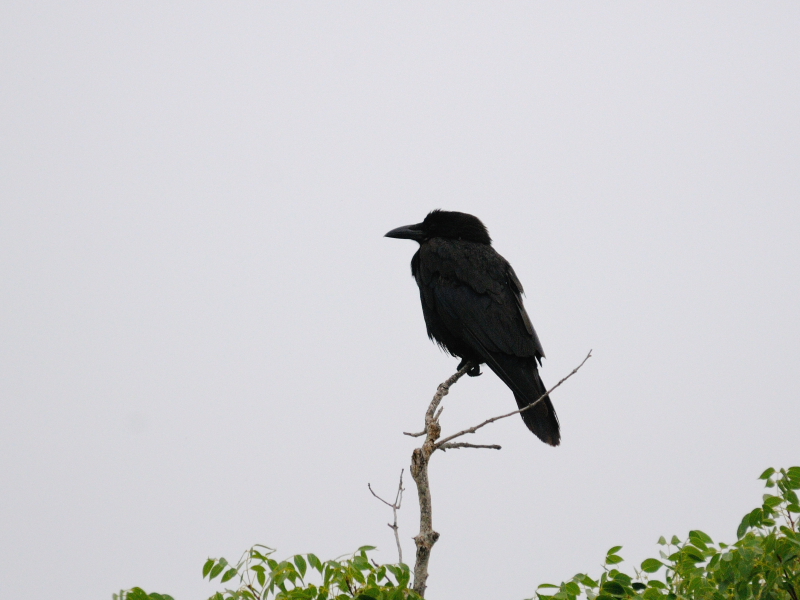 ウオガラス （２態-1） マイアミ近郊　フロリダ　米国　near by Miami, Florida, USA　2013/06/05　Photo by Kohyuh