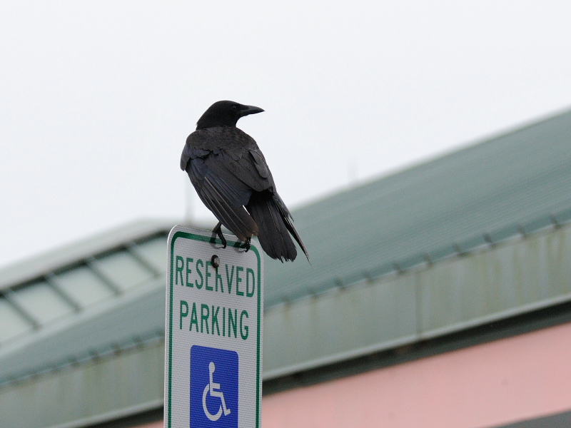 ウオガラス （２態-2） マイアミ近郊　フロリダ　米国　near by Miami, Florida, USA　2013/06/05　Photo by Kohyuh