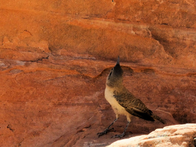 ウタイモズモドキ　成鳥　（７態-2）　ハチの巣岩　火の谷州立公園　ネバダ州　米国　Beehives, Valley of Fire State Park, Nevada, USA　2013/06/21　Photo by Kohyuh