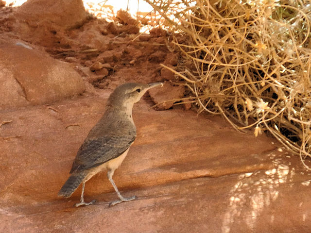 ウタイモズモドキ　成鳥　（７態-6）　ハチの巣岩　火の谷州立公園　ネバダ州　米国　Beehives, Valley of Fire State Park, Nevada, USA　2013/06/21　Photo by Kohyuh