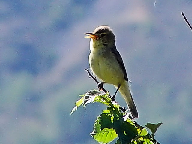 @ E^VNC@@ĉH@{CkJߍx@A@XyC@the suburbs of Vall de Boi, Aren, Spain@Photo by Kohyuh 2005/05/23