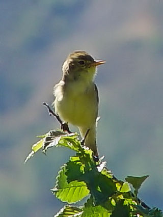 A-1 E^VNC@@ĉH@{CkJߍx@A@XyC@the suburbs of Vall de Boi, Aren, Spain@Photo by Kohyuh 2005/05/23